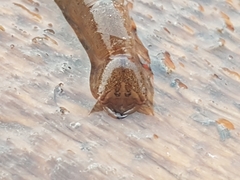 Cybister lateralimarginalis