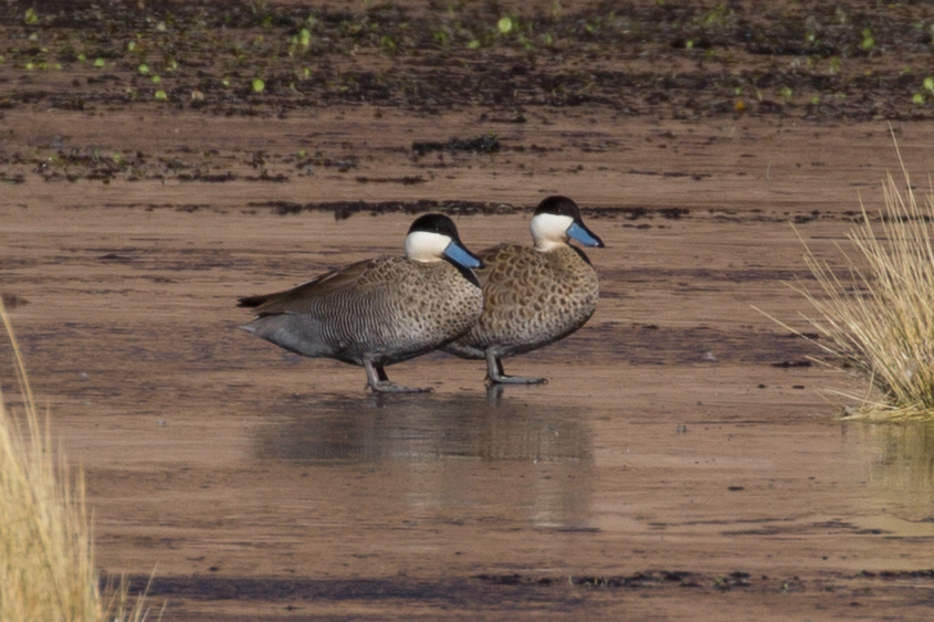 Puna Teal