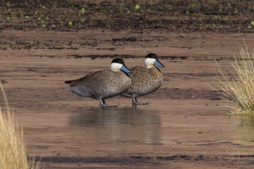 Puna Teal