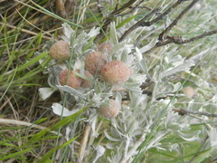 Rhopalomyia calvipomum