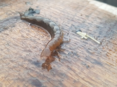 Cybister lateralimarginalis