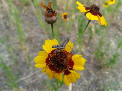 Shirakiacris shirakii