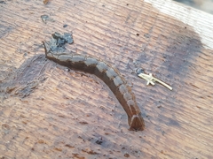 Cybister lateralimarginalis