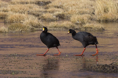 Fulica gigantea