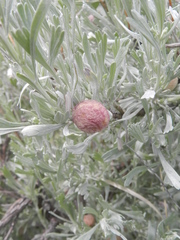 Rhopalomyia calvipomum