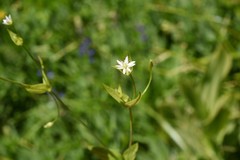 Stellaria borealis