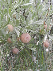 Rhopalomyia calvipomum