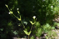 Stellaria borealis