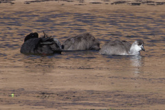 Fulica gigantea