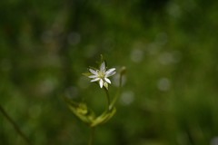 Stellaria borealis