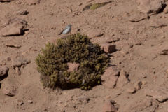 Muscisaxicola rufivertex