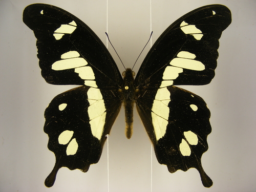 Hesper’s Bush Kite Swallowtail