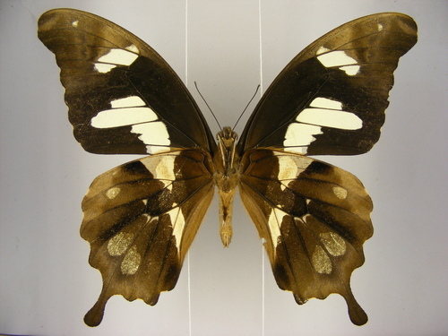 Hesper’s Bush Kite Swallowtail