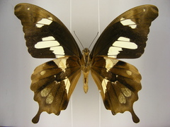 Papilio hesperus hesperus