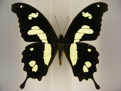 Papilio hesperus hesperus