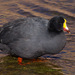 Giant Coot - Photo (c) avocat, some rights reserved (CC BY-NC), uploaded by avocat