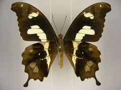 Papilio hesperus hesperus