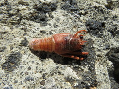 Grimothea planipes