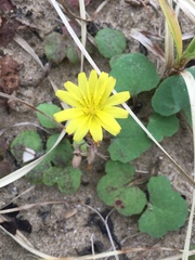 Ixeris repens