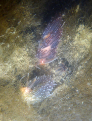 Sakuraeolis enosimensis