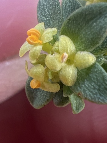Image of Pimelea serpyllifolia by (c) Steve Llewellyn, some rights reserved (CC BY)