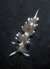 Sakuraeolis enosimensis