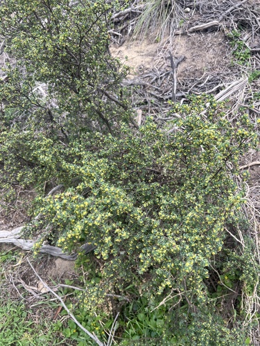Image of Pimelea serpyllifolia by (c) Steve Llewellyn, some rights reserved (CC BY)