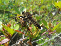 Promachus yesonicus