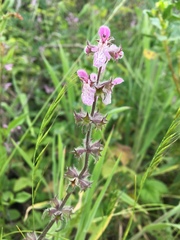 Stachys rigida quercetorum