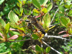 Promachus yesonicus