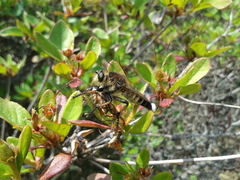 Promachus yesonicus