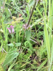 Stachys rigida quercetorum