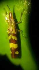 Raphirhinus phosphoreus