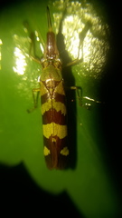 Raphirhinus phosphoreus