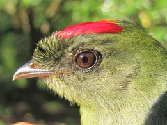 Chiroxiphia linearis