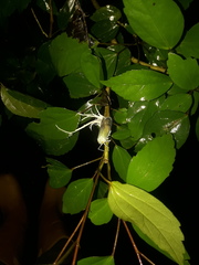 Pterodictya reticularis