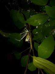 Pterodictya reticularis