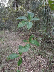 Cissus sterculiifolia