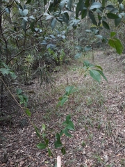 Cissus sterculiifolia