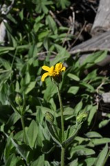 Arnica sororia