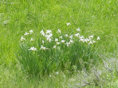 Iris missouriensis
