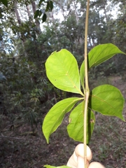 Cissus sterculiifolia