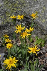 Arnica sororia
