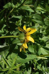 Arnica sororia