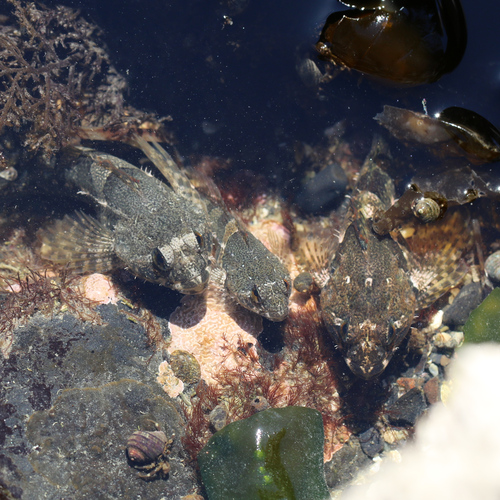 Tidepool Sculpin, Skagit County, WA, USA, photo 9 of 10