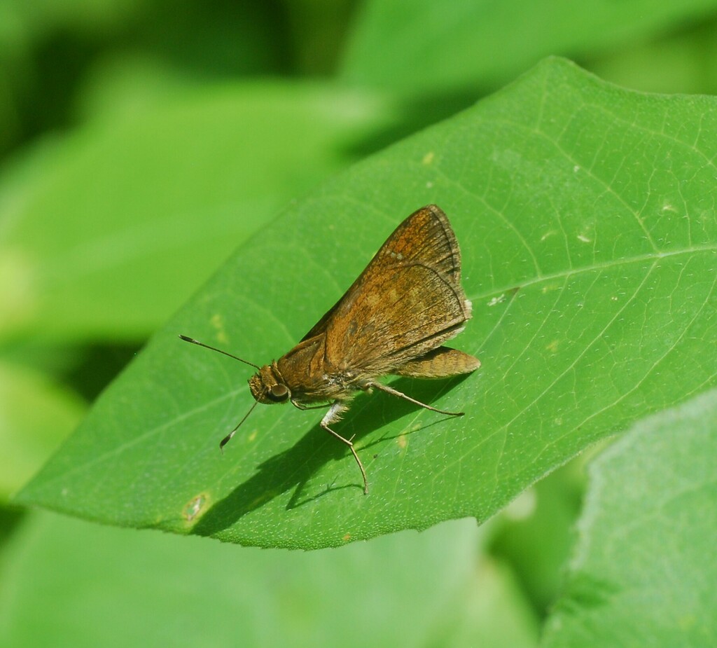 Lerema lucius