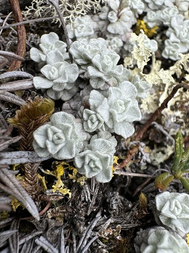 denseleaf pussytoes (Antennaria densifolia)
