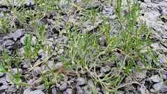 Spergularia canadensis