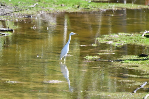 Snowy Egret photographed in Delaware