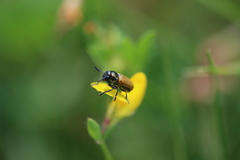 Labidostomis longimana
